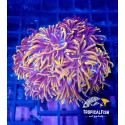 Euphyllia glabrescens 24K Extreme L 