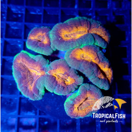 Lobophyllia orange green indo L CITES: S-MT-51918/25I