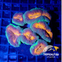Lobophyllia orange green indo L 