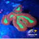 Lobophyllia red green indo L