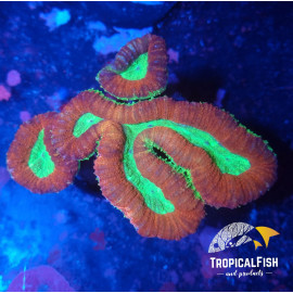 Lobophyllia red green indo L CITES: S-MT-51918/25I