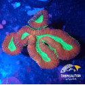Lobophyllia red green indo L 