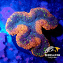Lobophyllia orange blue gold indo L 