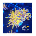 Euphyllia glabrescens 24K Extreme S 