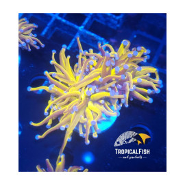 Euphyllia glabrescens 24K Extreme S