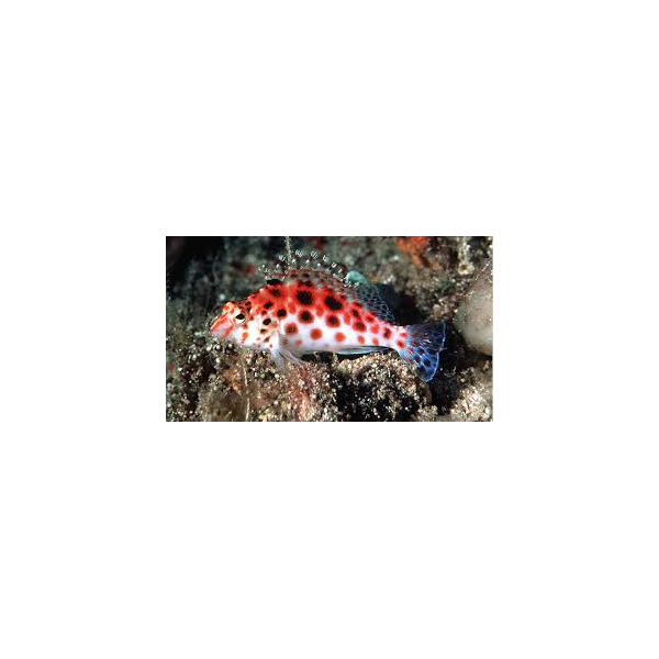 CIRRHYITICHTHYS OXYCEPHALUS