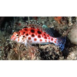 CIRRHYITICHTHYS OXYCEPHALUS