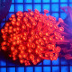 Goniopora Red ML