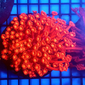 Goniopora Red ML CITES: 25PTLX00536I