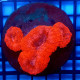 Lobophyllia RED