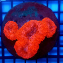 Lobophyllia RED 