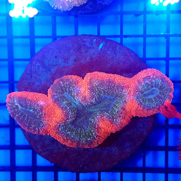 Lobophyllia Red bicolor