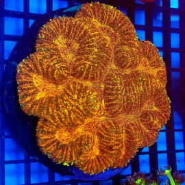 Lobophyllia Gold CITES: 25PTLX00561I