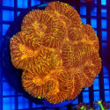 Lobophyllia Gold 