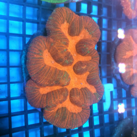 Lobophyllia RED orange CITES: 25PTLX00561I