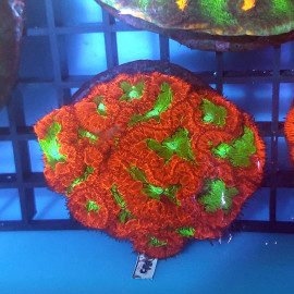 Blastomussa wellsi (Ultra) L CITES: 24PTLX01420I