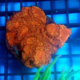 Blastomussa wellsi (Ultra) RED L CITES: 24PTLX01420I