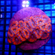 Acanthastrea multicolor australia