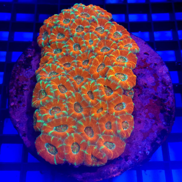 Acanthastrea multicolor australia