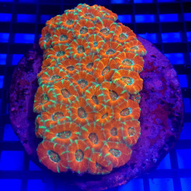 Acanthastrea multicolor australia