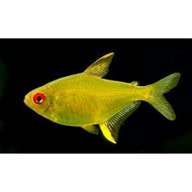 TETRA LIMON 2,2-5CM (HYPHESSOBRYCON PULCHRIPINNIS)