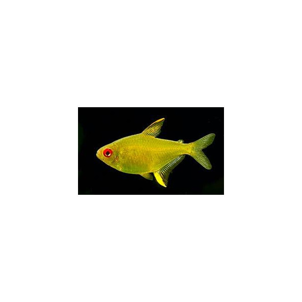 TETRA LIMON 2,2-5CM (HYPHESSOBRYCON PULCHRIPINNIS)