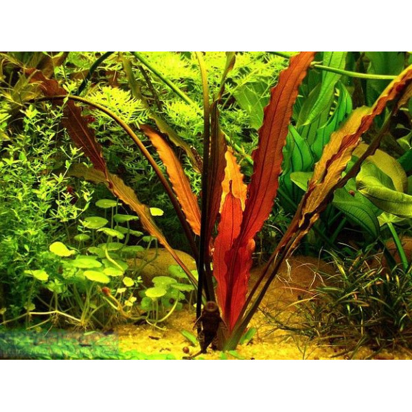 ECHINODORUS INDIAN RED PE