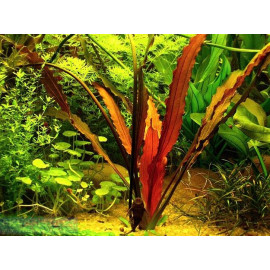 ECHINODORUS INDIAN RED PE