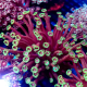 goniopora tequila sunrise L