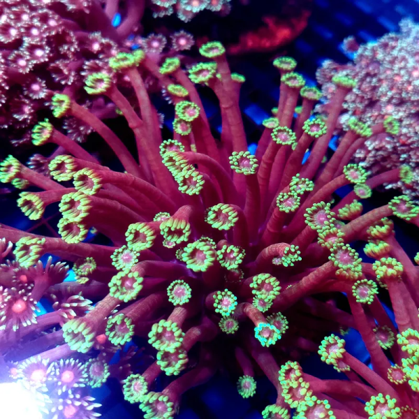 goniopora tequila sunrise L