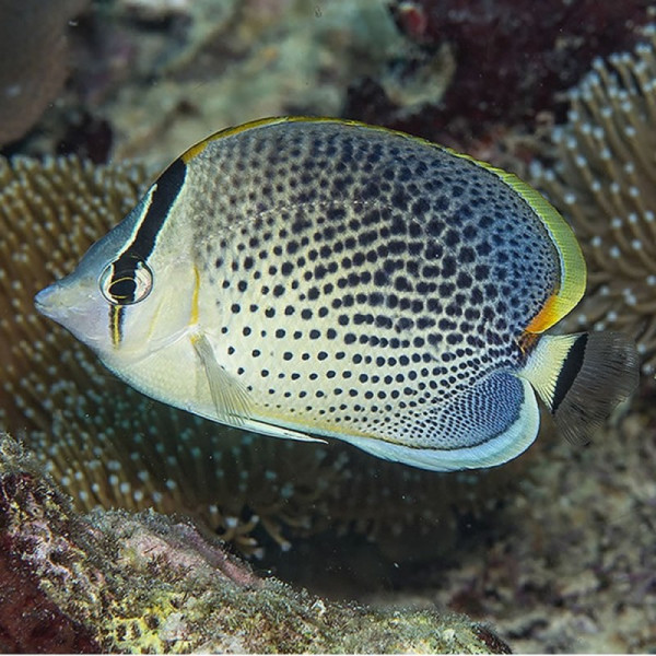 CHAETODON GUTTATISSIMUS Maldives