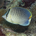 CHAETODON GUTTATISSIMUS Maldives