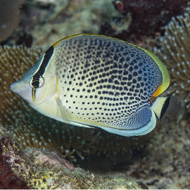 CHAETODON GUTTATISSIMUS Maldives