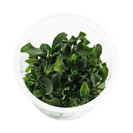 Bucephalandra sp. 'Catharina' - In Vitro Cup