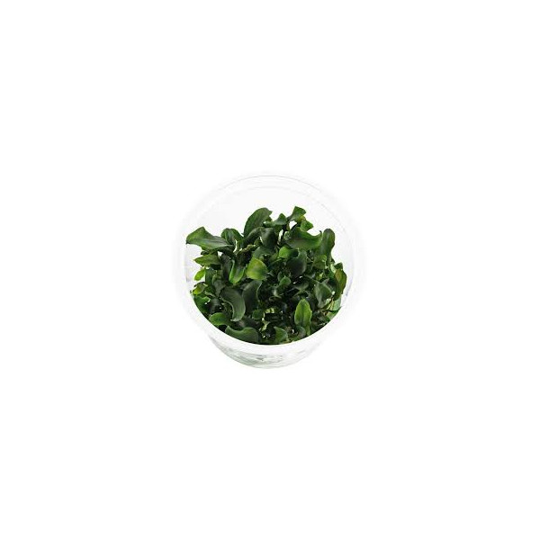Bucephalandra sp. 'Catharina' - In Vitro Cup