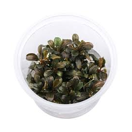 Bucephalandra sp. 'Theia Red' - In Vitro Cup