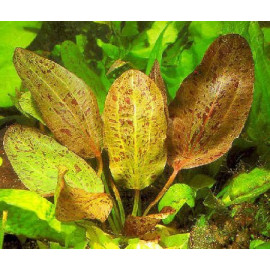 ECHINODORUS SCHLUETERILL LEOPARD