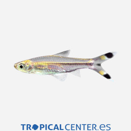Rasbora trilineata Tijeritas