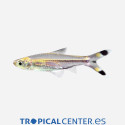 Rasbora trilineata Tijeritas