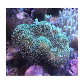 Sarcophyton Toadstool Soft Coral SM