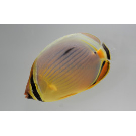 Chaetodon trifasciatus