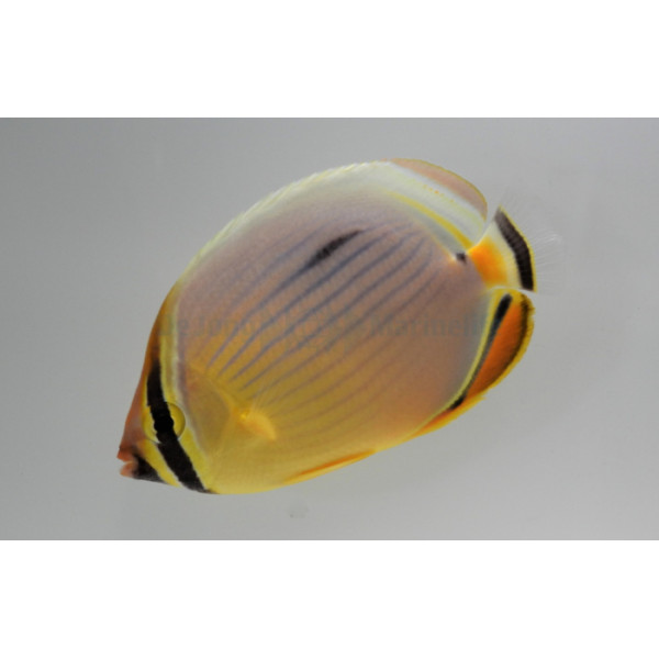 Chaetodon trifasciatus