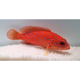 Cephalopholis miniata