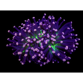 Euphyllia glabrescens Joker esqueje CITES: 23NL319372/11(DJM)