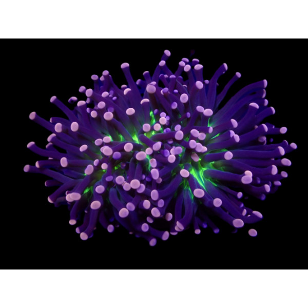 Euphyllia glabrescens Joker esqueje