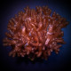 Cladiella Cult.Finger Coral-Cauliflower ML