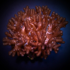 Cladiella Cult.Finger Coral-Cauliflower ML