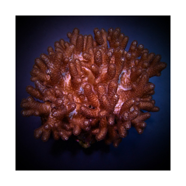 Cladiella Cult.Finger Coral-Cauliflower ML
