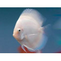 Discus deluxe Snow White XL