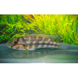 ORTHOCHROMIS STORMSI